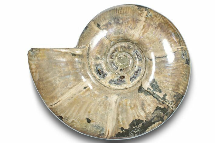 Polished Ammonite (Eotetragonites) Fossil - Madagascar #246208